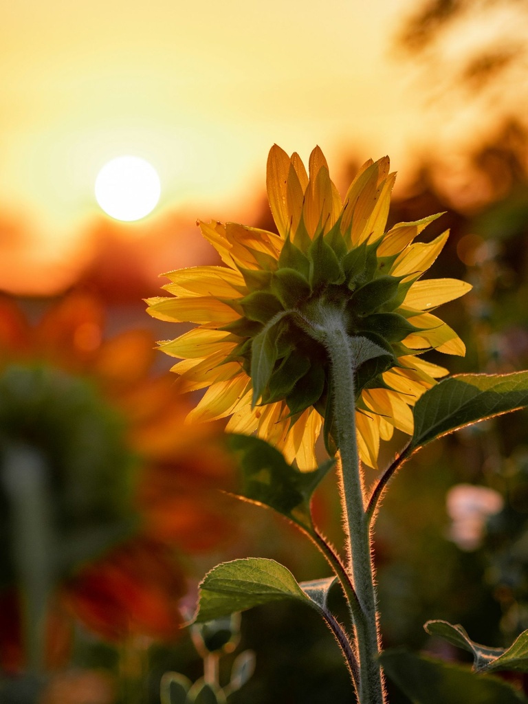 Sunflower Oil